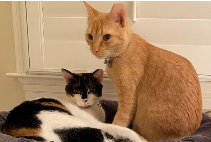 Shrimp, an adoptable Calico, Domestic Short Hair in Hampstead, NC, 28443 | Photo Image 4