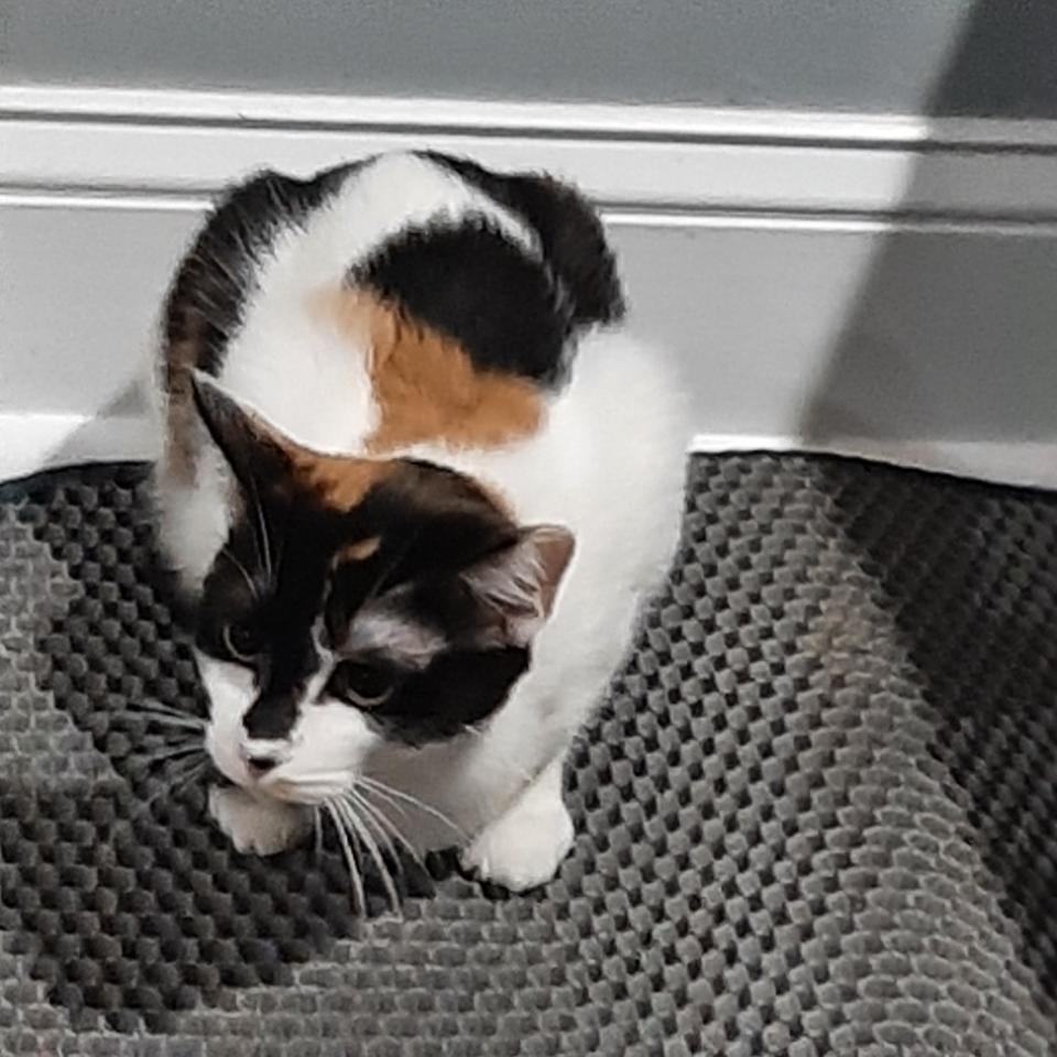 Shrimp, a Adoptable mixed breed in Hampstead, NC image 6/6