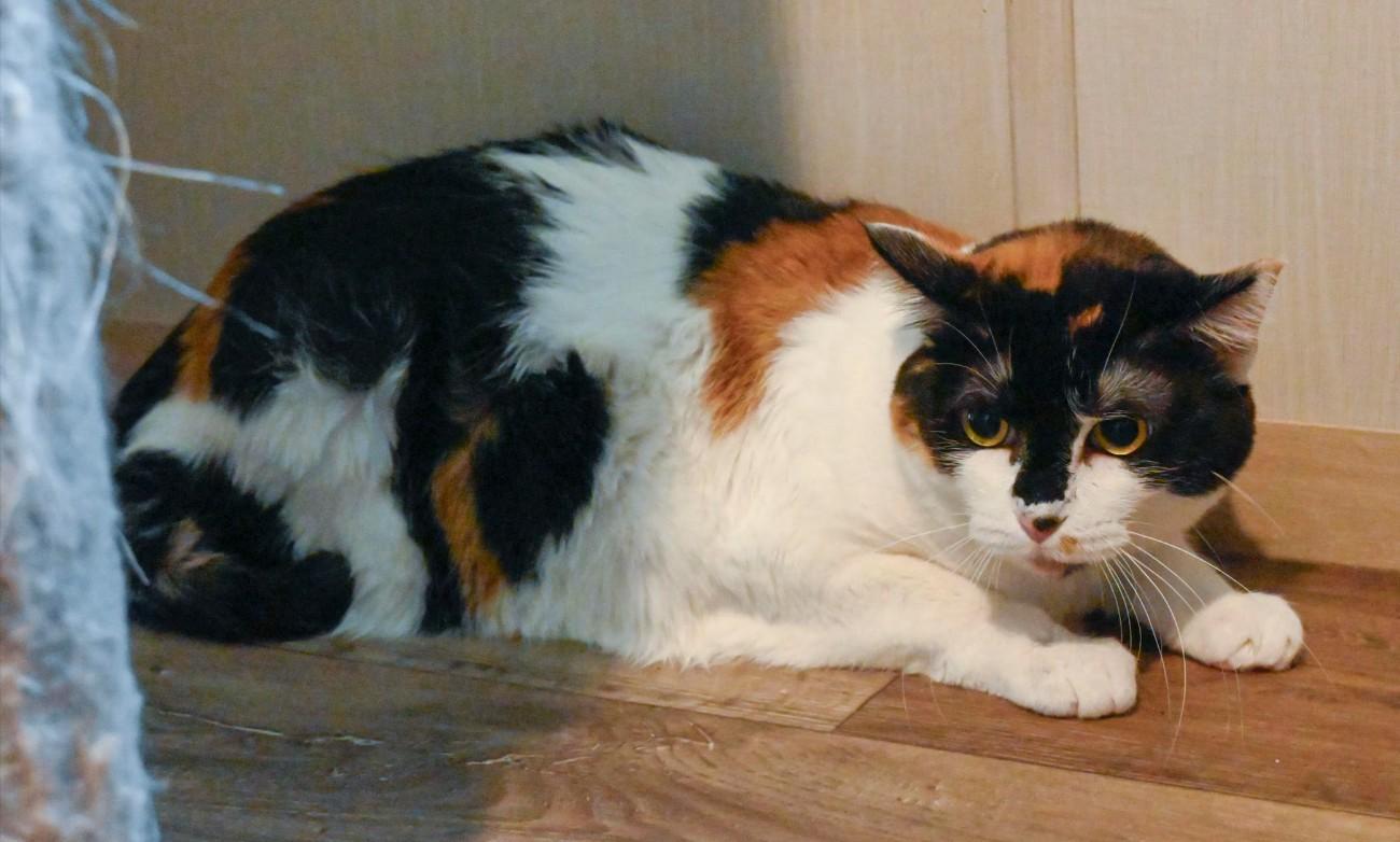 Shrimp, Adoptable, Young Female Calico & Domestic Short Hair.