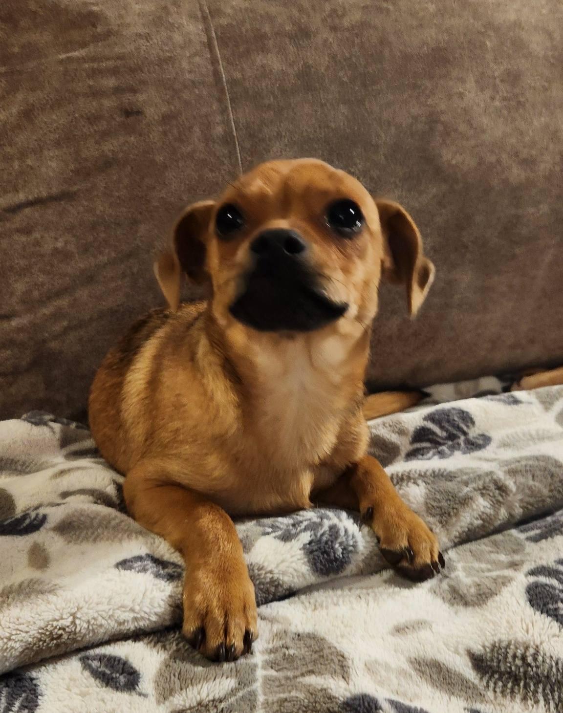 Matty, an adoption pending mixed breed in Eugene, OR image 5/5