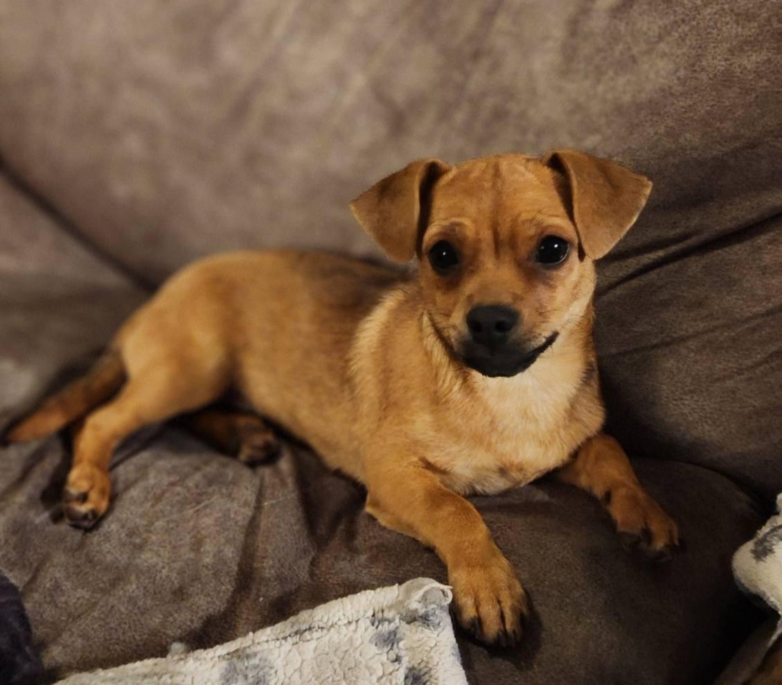 Matty, an adoption pending mixed breed in Eugene, OR image 2/5