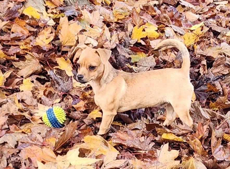 Matty, an adoption pending mixed breed in Eugene, OR image 3/5