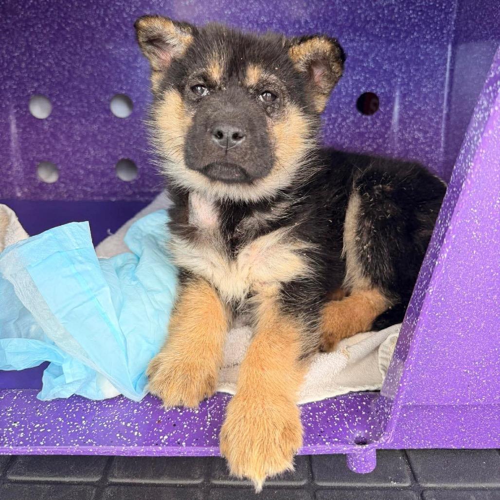 Lupa, Adoptable, Puppy Female German Shepherd Dog & Mixed Breed.