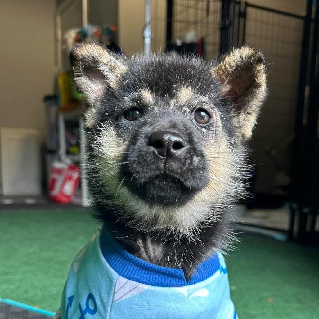 Lupa, a Adoptable mixed breed in Pearland, TX image 2/6