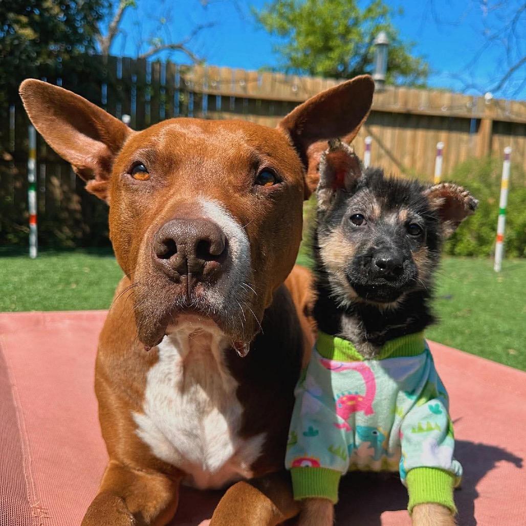 Lupa, a Adoptable mixed breed in Pearland, TX image 3/6