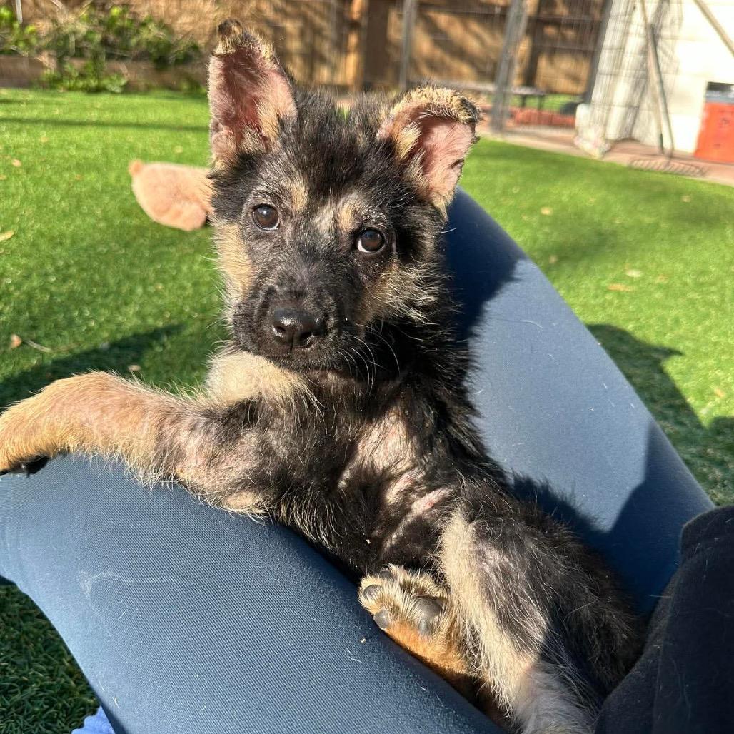 Lupa, a Adoptable mixed breed in Pearland, TX image 4/6