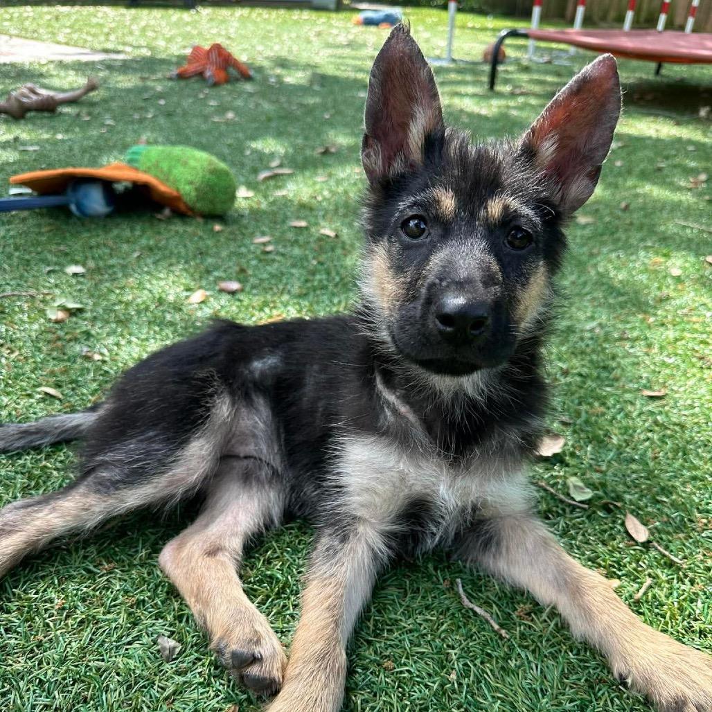 Lupa, a Adoptable mixed breed in Pearland, TX image 5/6