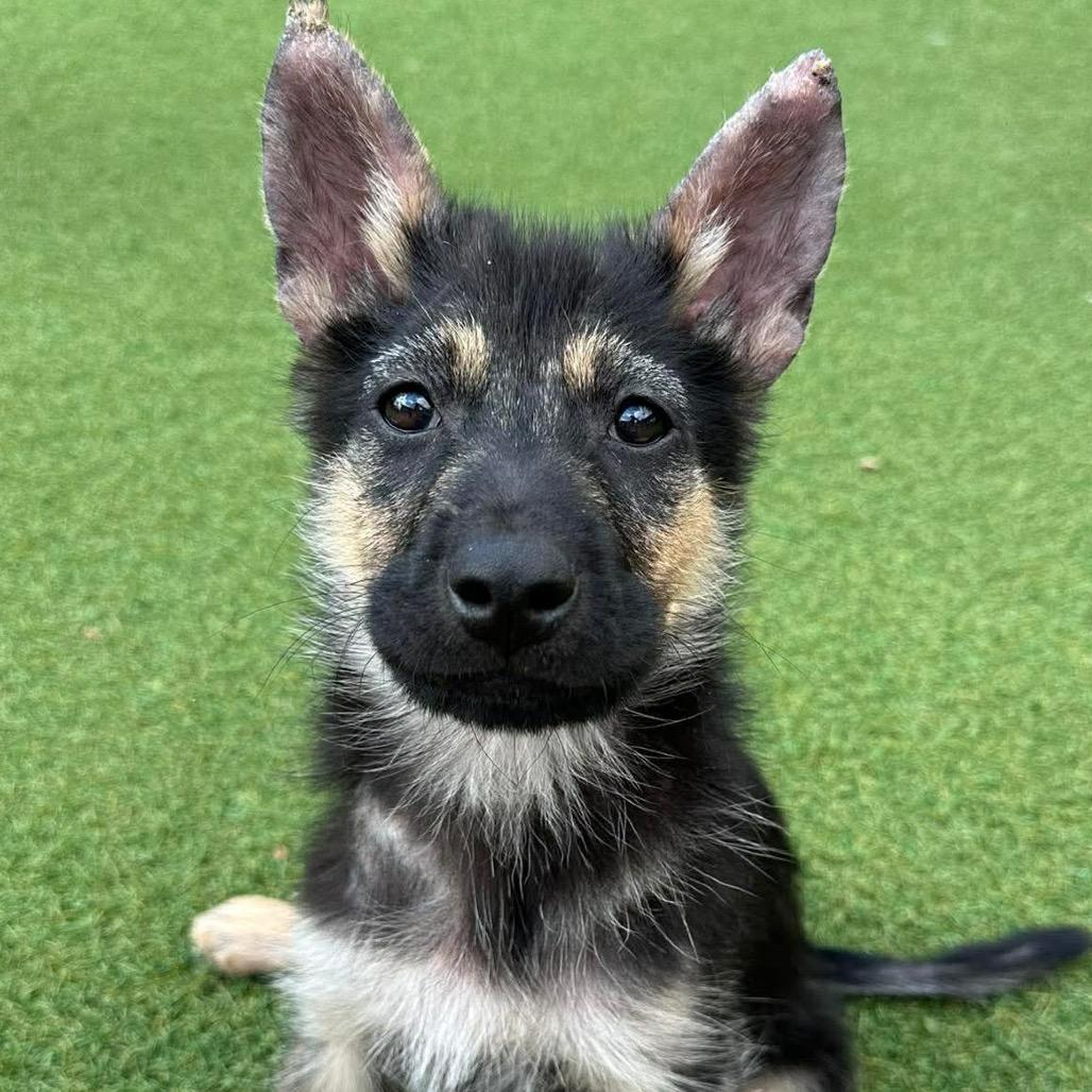 Lupa, a Adoptable mixed breed in Pearland, TX image 6/6