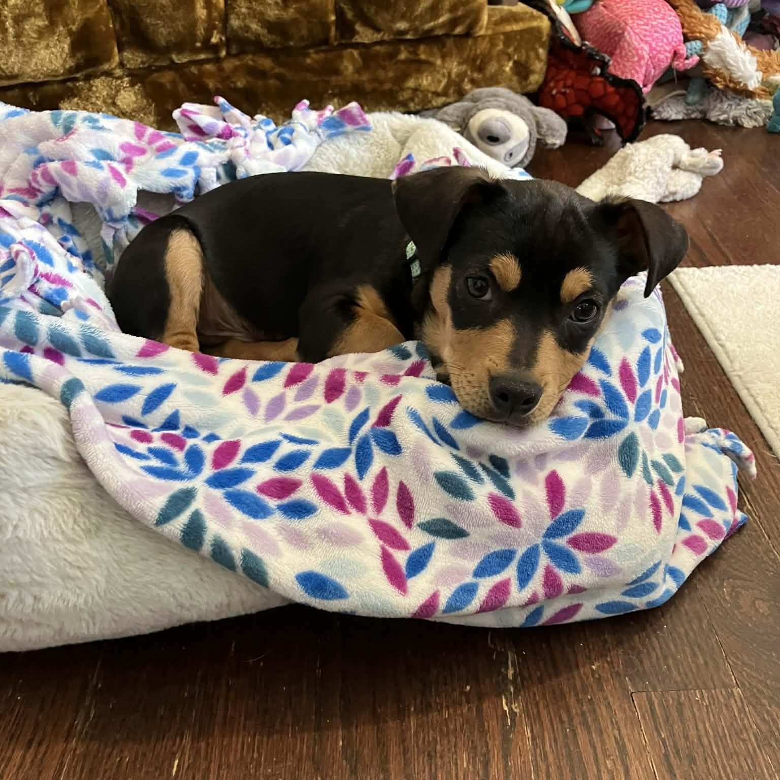 Enlarge Roy Kent, an adopted mixed breed in Mead, CO image 3/5