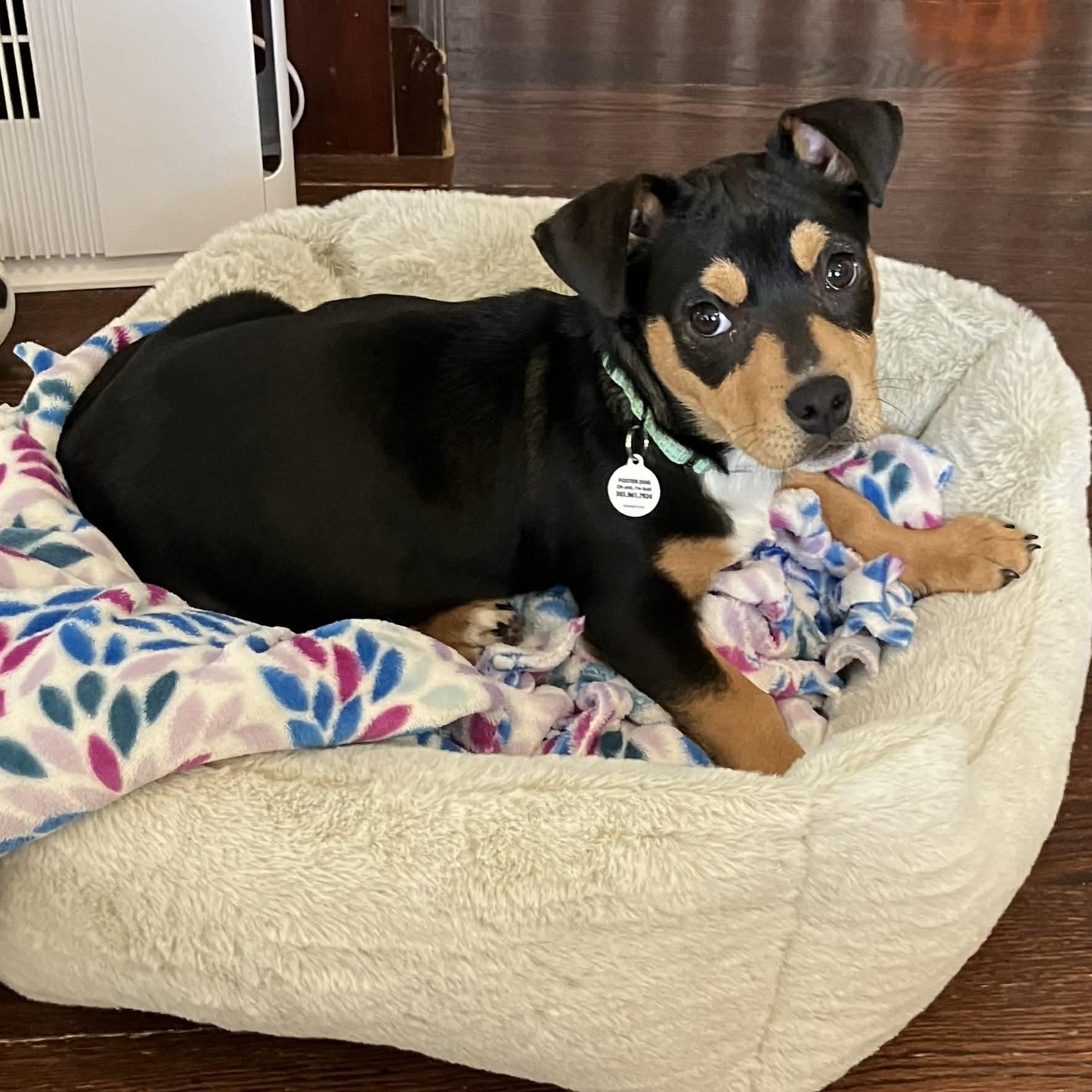 Enlarge Roy Kent, an adopted mixed breed in Mead, CO image 4/5