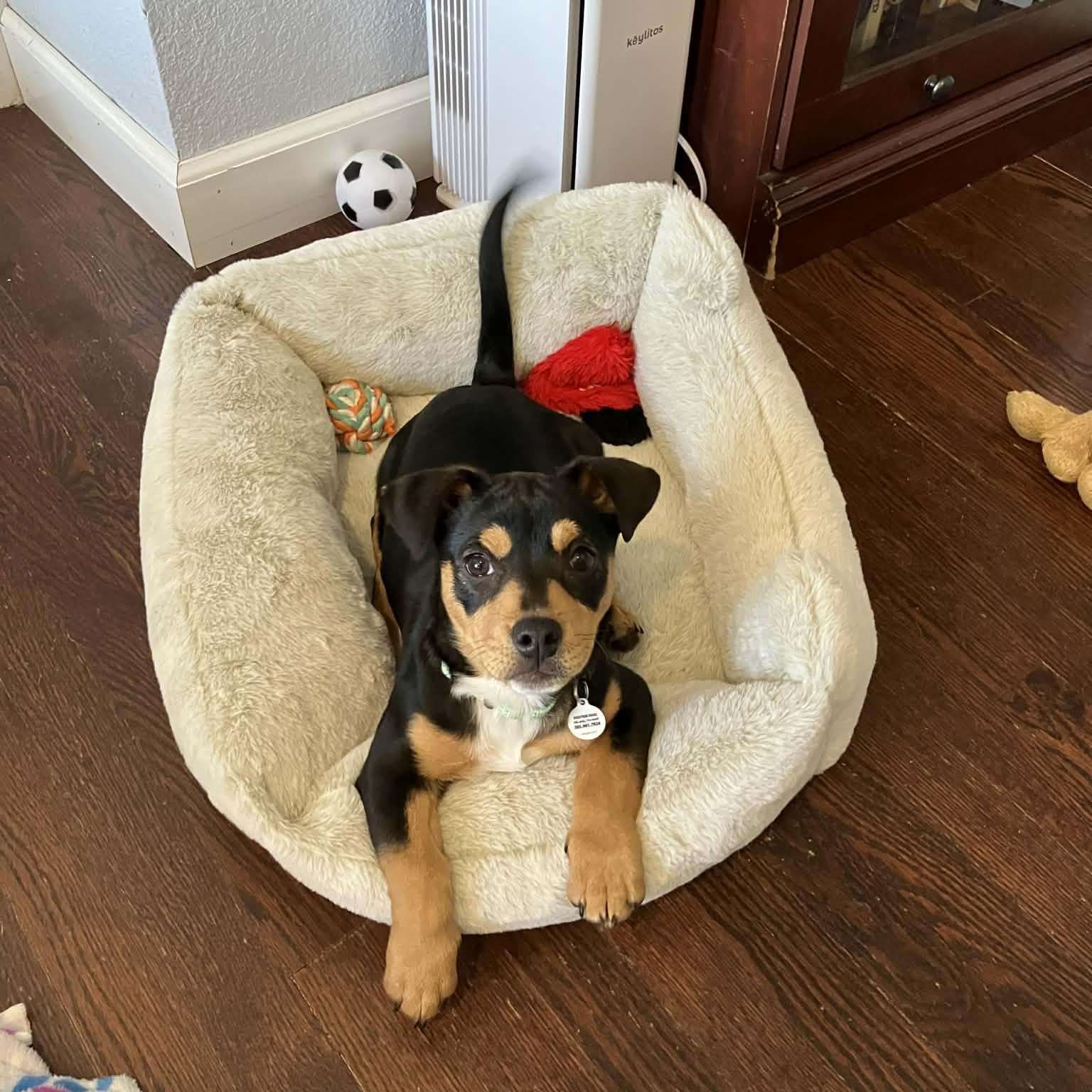 Enlarge Roy Kent, an adopted mixed breed in Mead, CO image 2/5