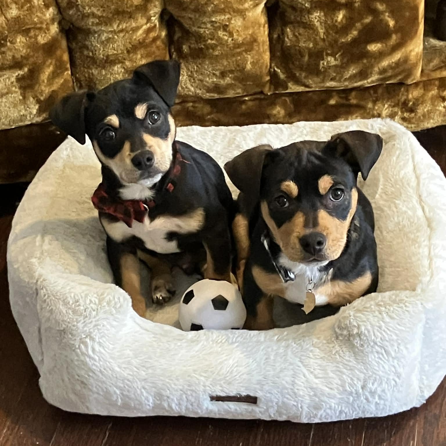 Enlarge Roy Kent, an adopted mixed breed in Mead, CO image 5/5