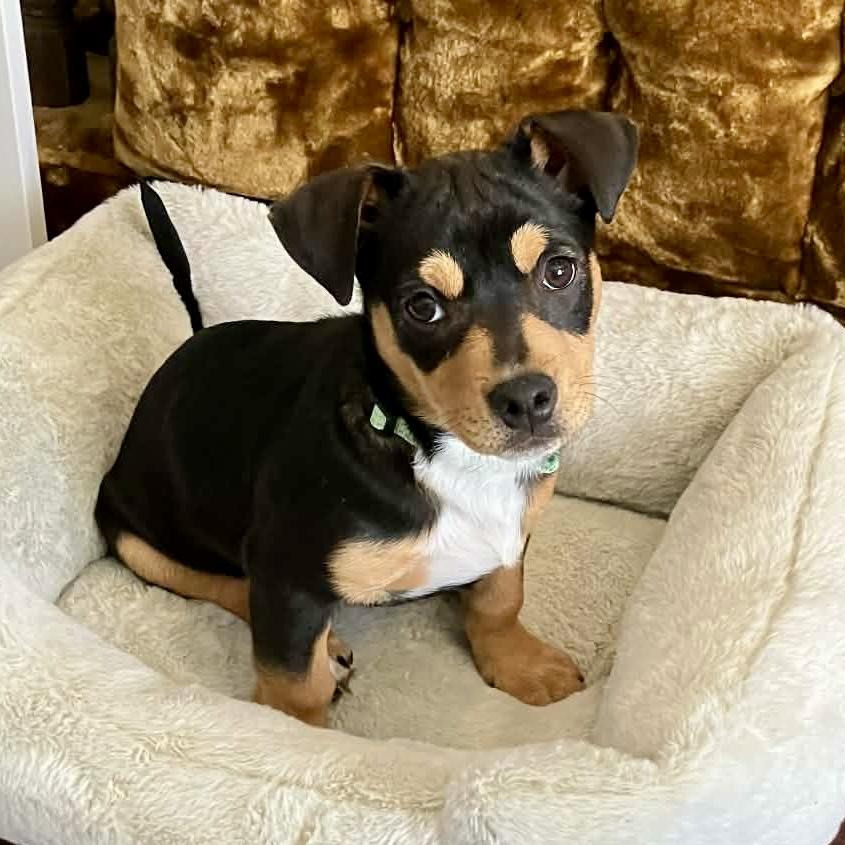 Roy Kent, ADOPTABLE, Puppy Male Dachshund.