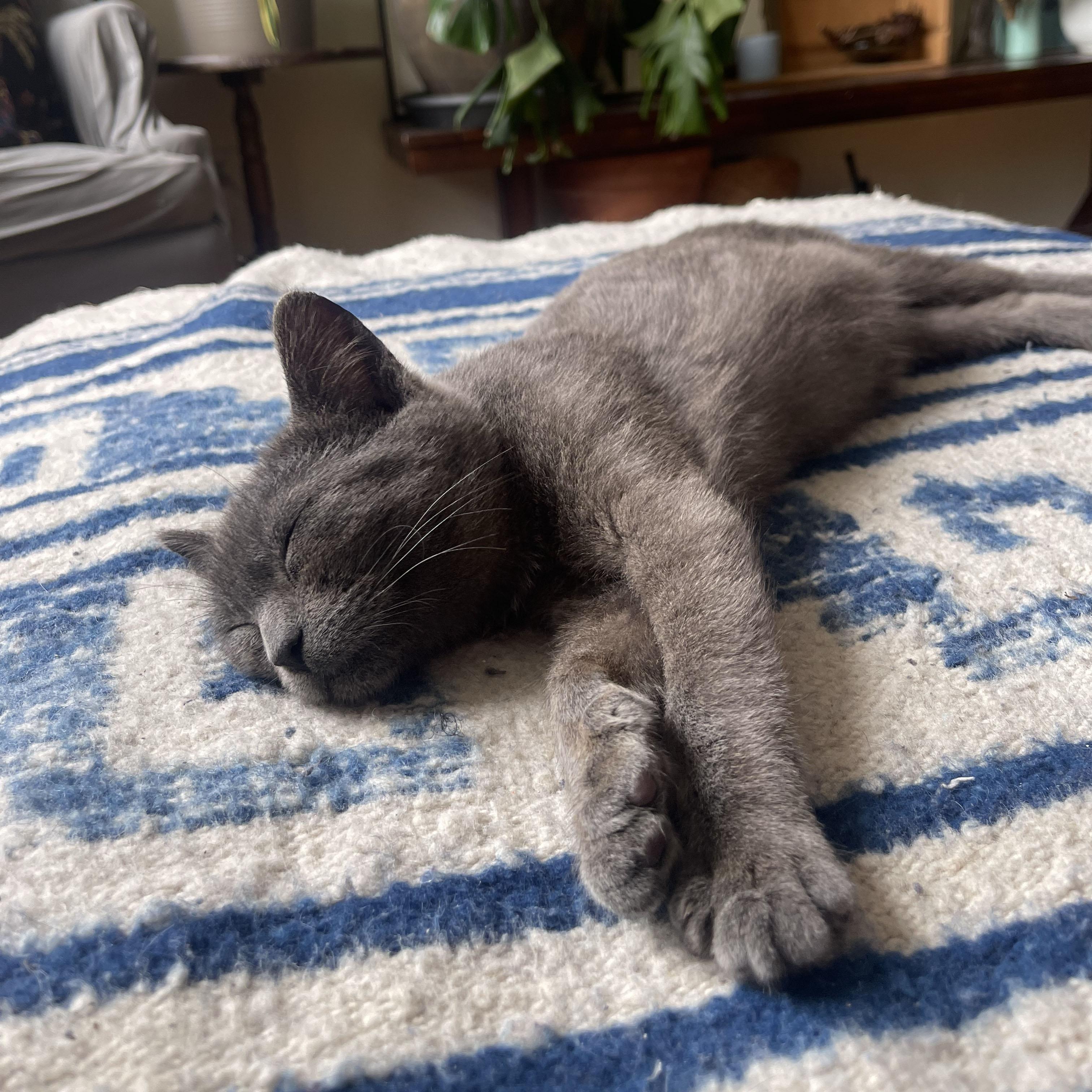 Enlarge Rocky, a ADOPTABLE Domestic Short Hair in BROOKLYN, NY image 3/6