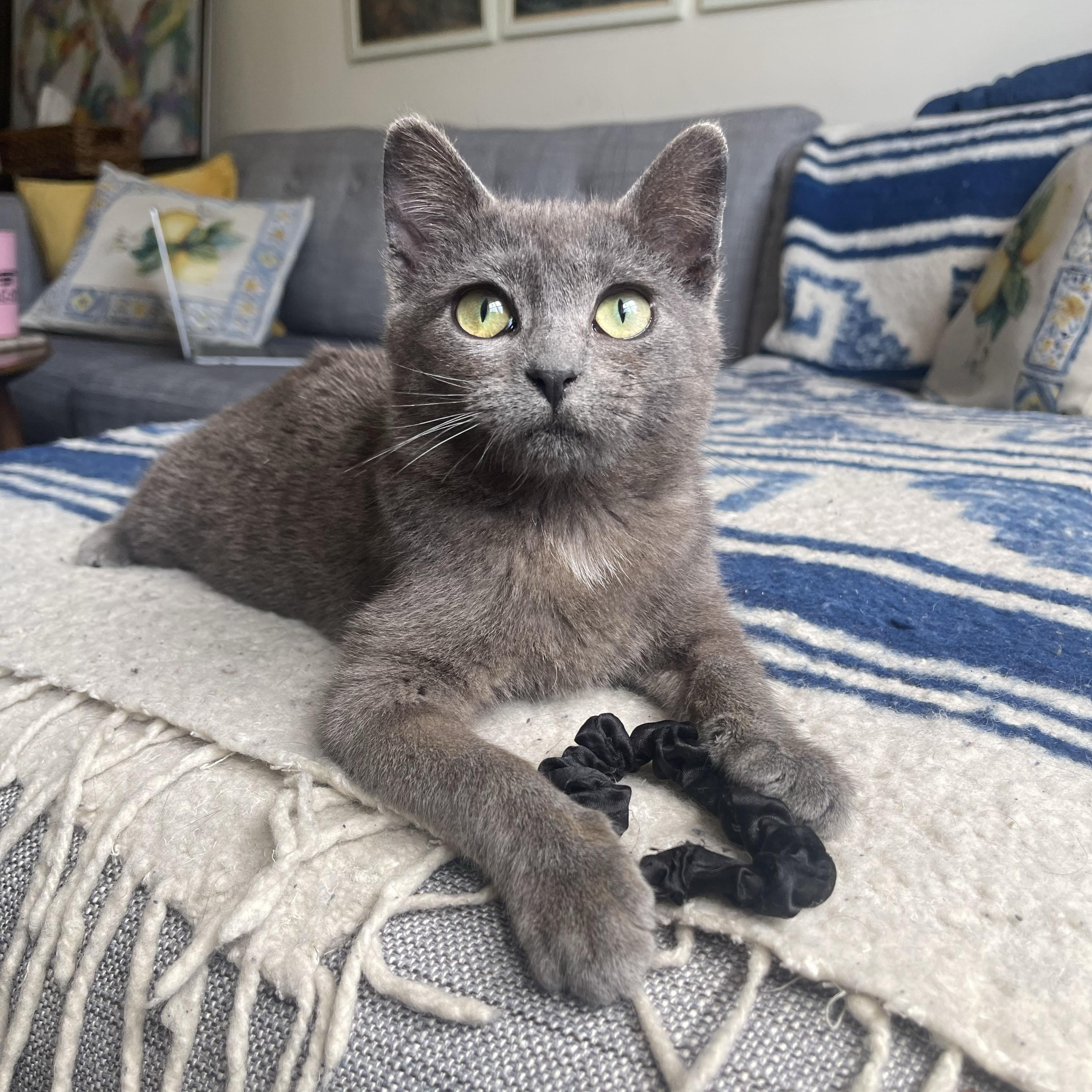 Enlarge Rocky, a ADOPTABLE Domestic Short Hair in BROOKLYN, NY image 2/6