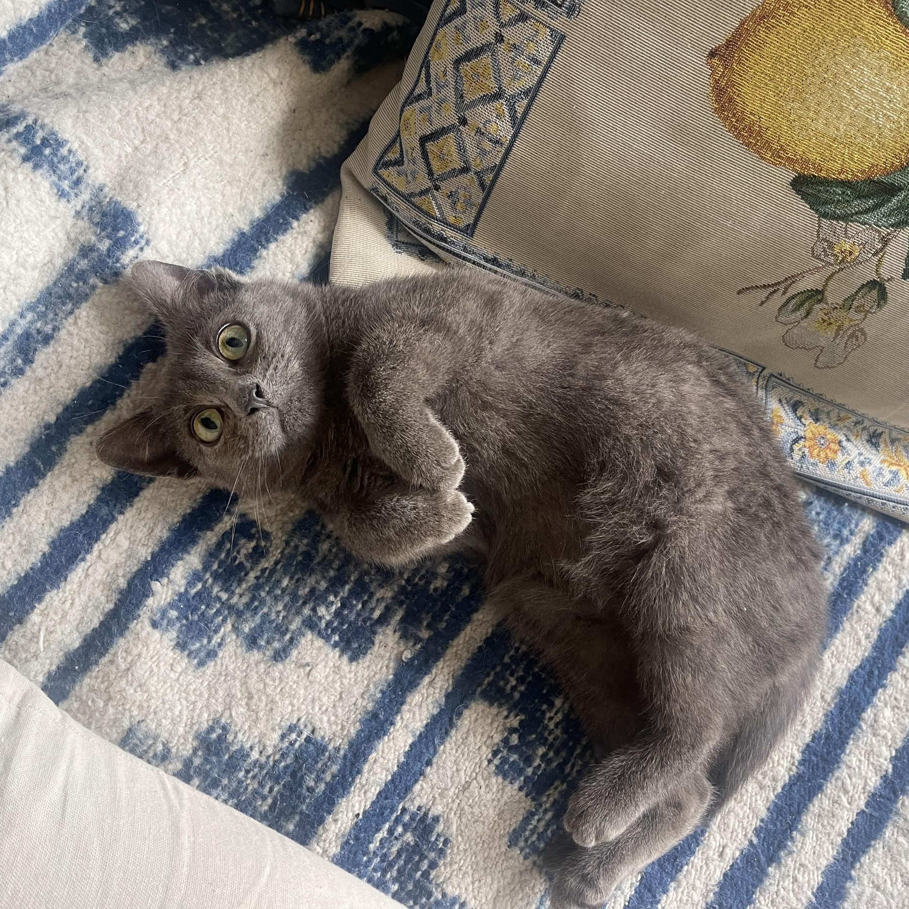 Enlarge Rocky, a ADOPTABLE Domestic Short Hair in BROOKLYN, NY image 6/6