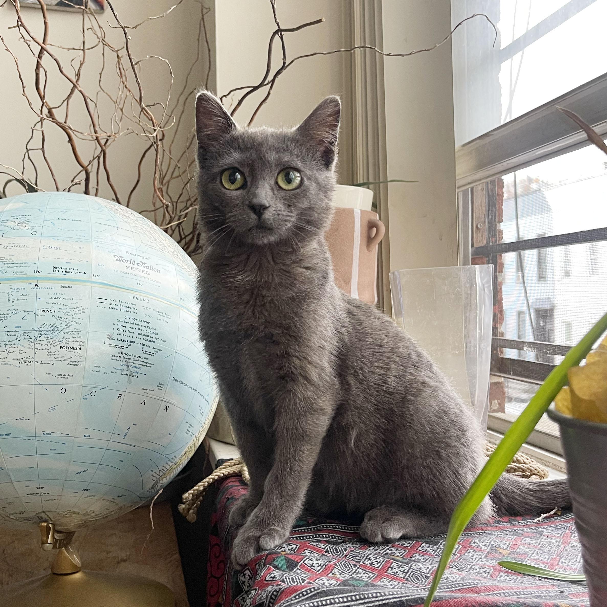 Enlarge Rocky, a ADOPTABLE Domestic Short Hair in BROOKLYN, NY image 4/6