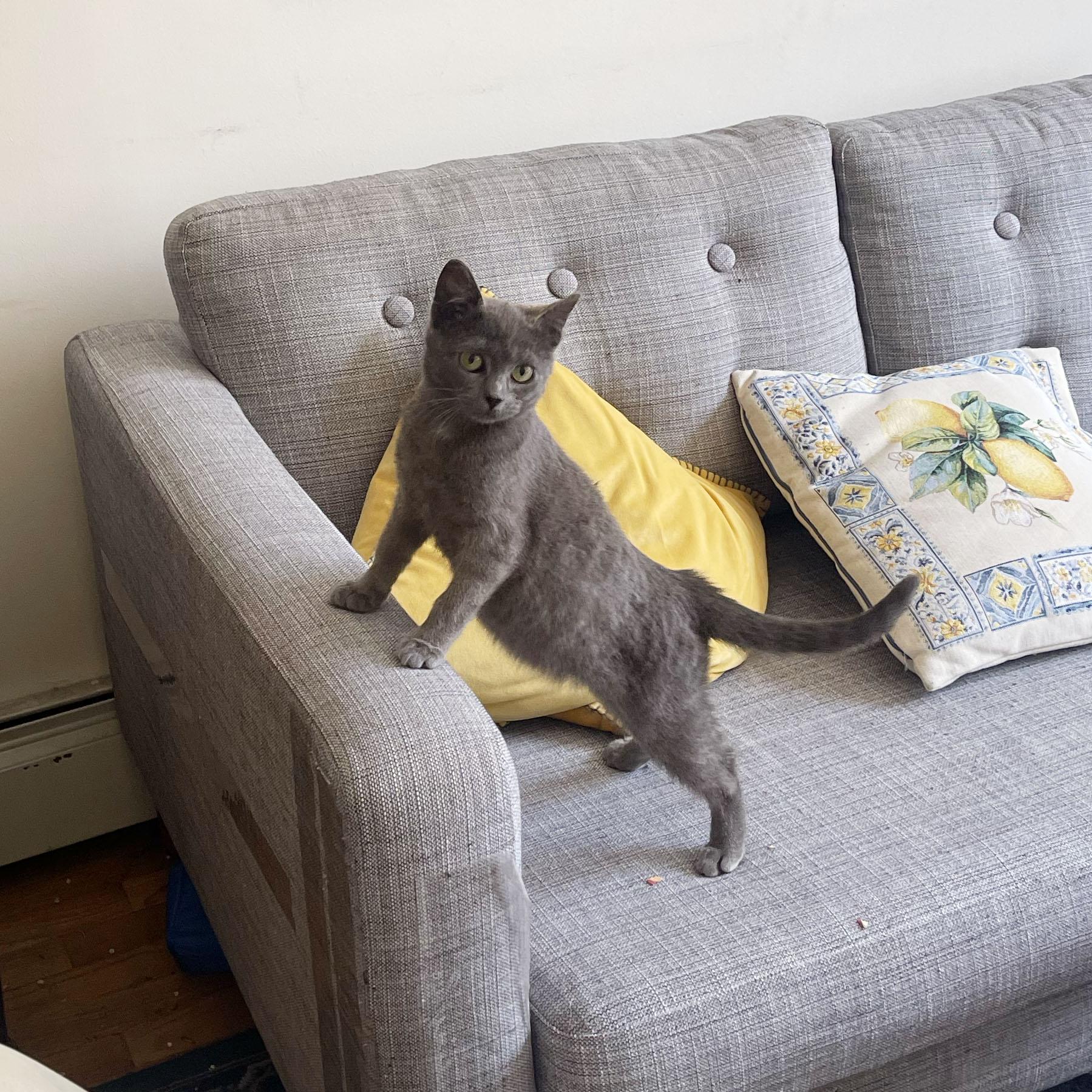 Enlarge Rocky, a ADOPTABLE Domestic Short Hair in BROOKLYN, NY image 5/6