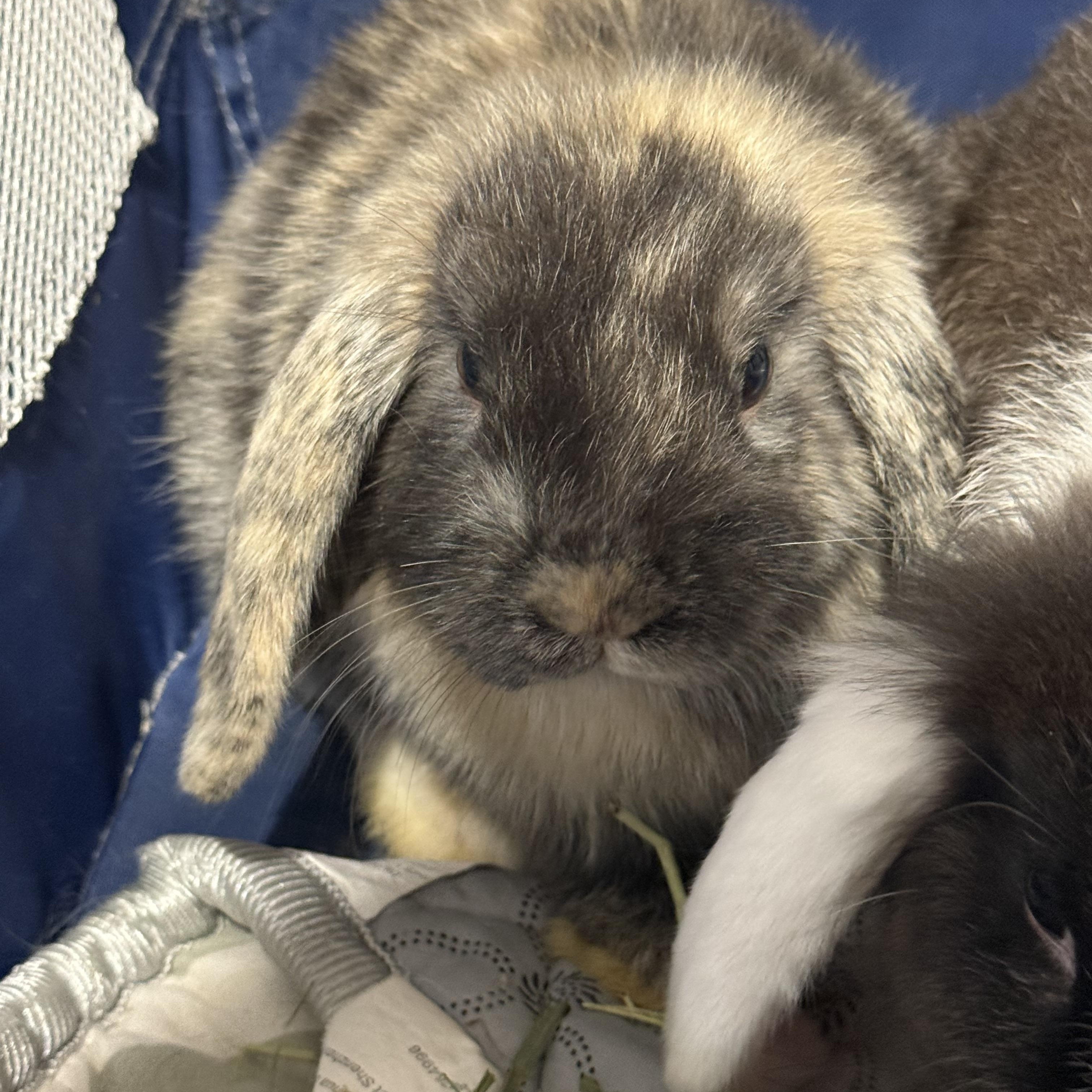 Bunny boy, Baby Male Holland Lop