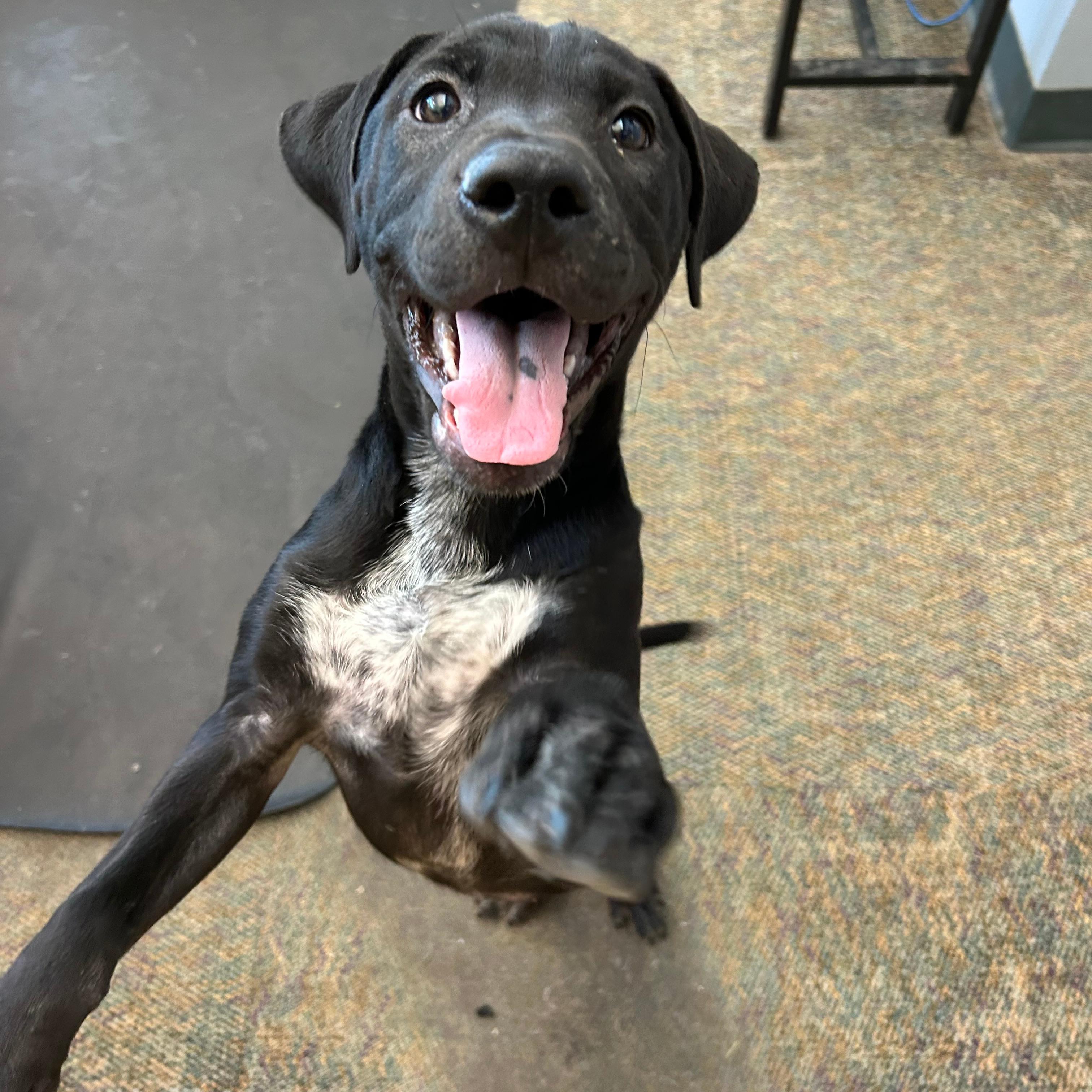 Lou, a ADOPTABLE mixed breed in Lindon, UT image 3/5
