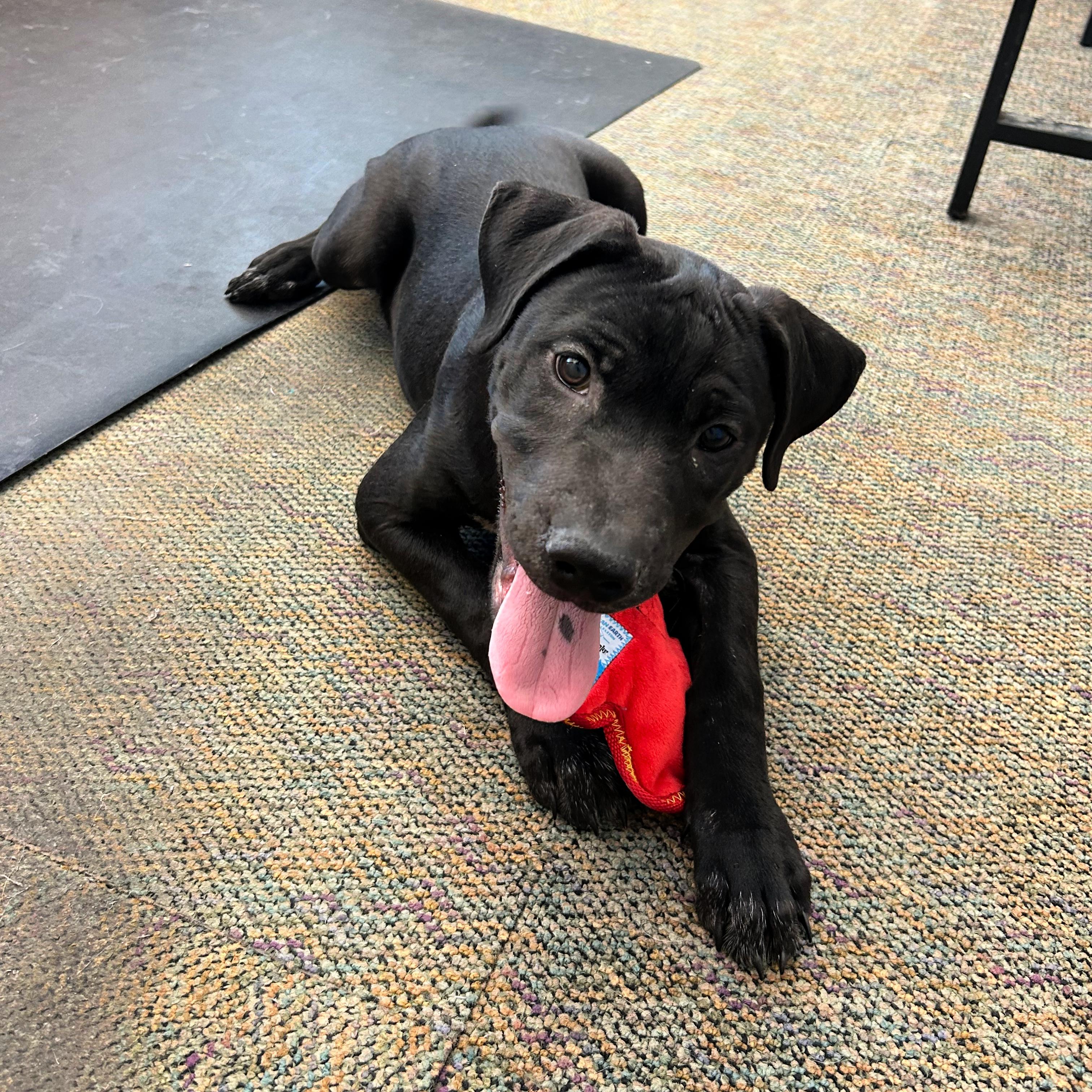 Lou, a ADOPTABLE mixed breed in Lindon, UT image 5/5