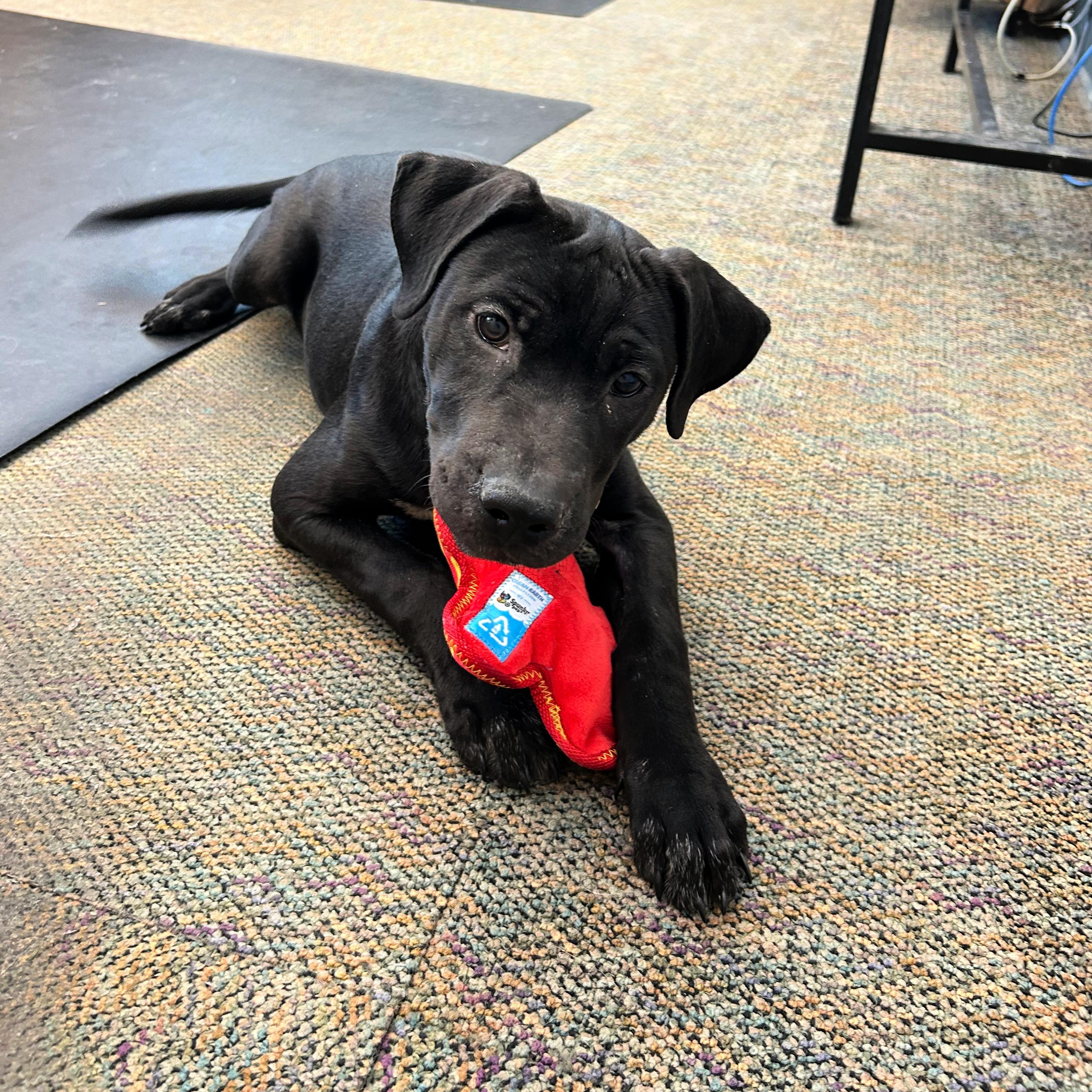 Lou, a ADOPTABLE mixed breed in Lindon, UT image 4/5