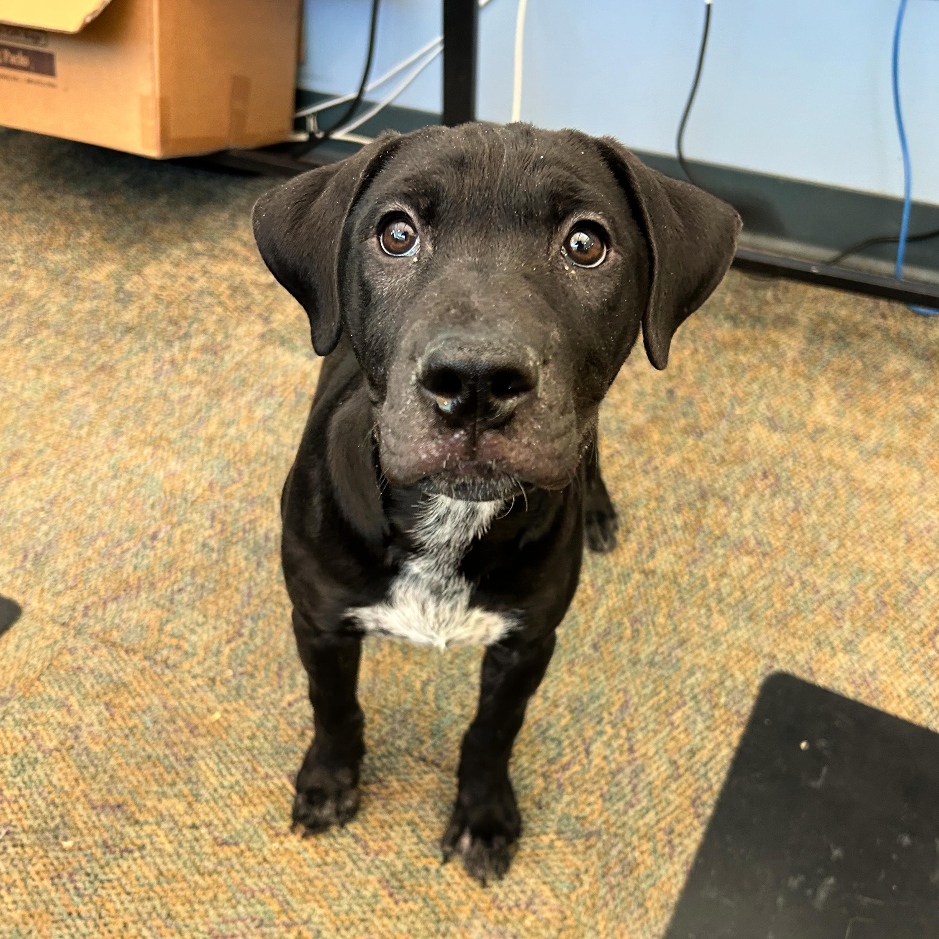 Lou, ADOPTABLE, Puppy Female Pit Bull Terrier.