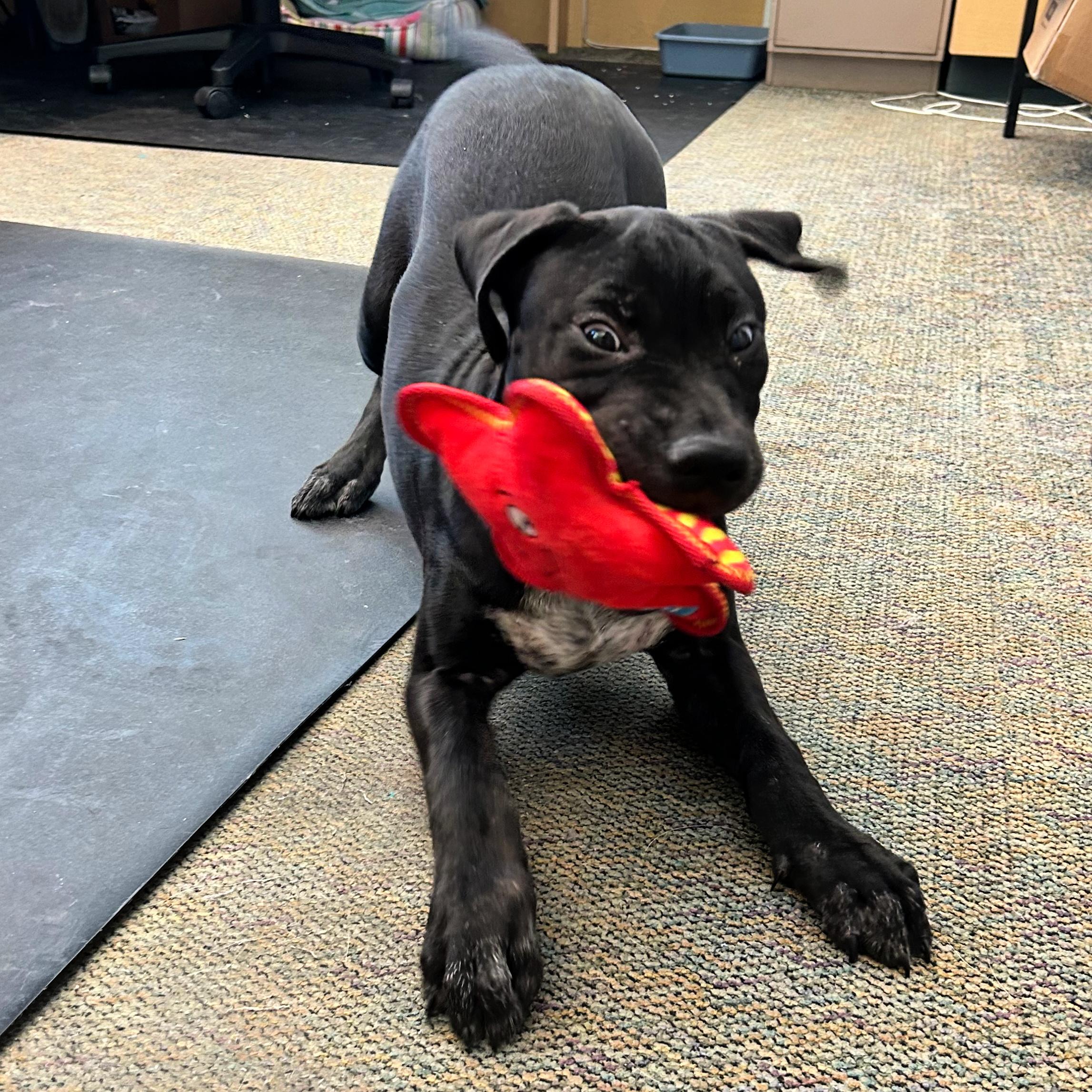 Lou, a ADOPTABLE mixed breed in Lindon, UT image 2/5