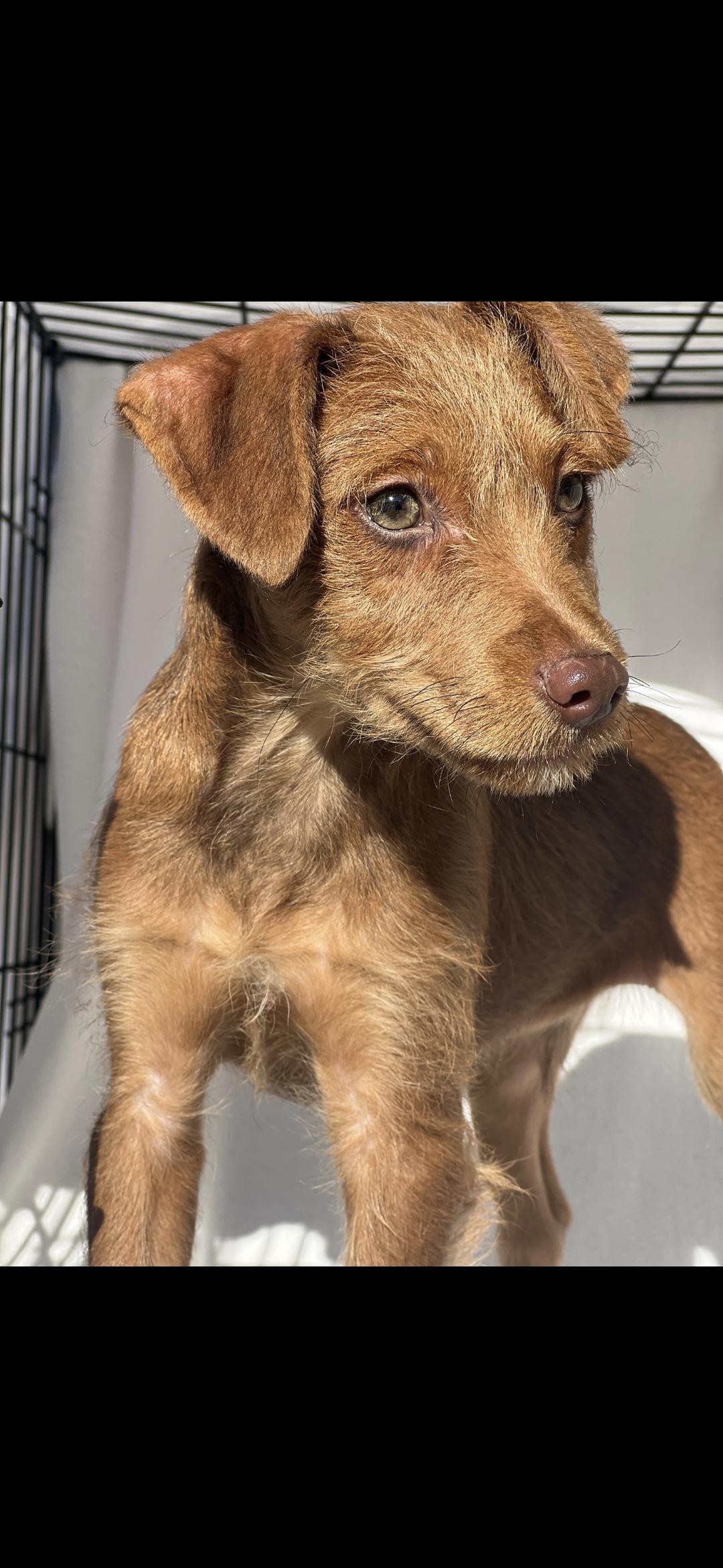 Enlarge Patterson, a ADOPTABLE Patterdale Terrier / Fell Terrier in Hawthorne, CA image 4/6