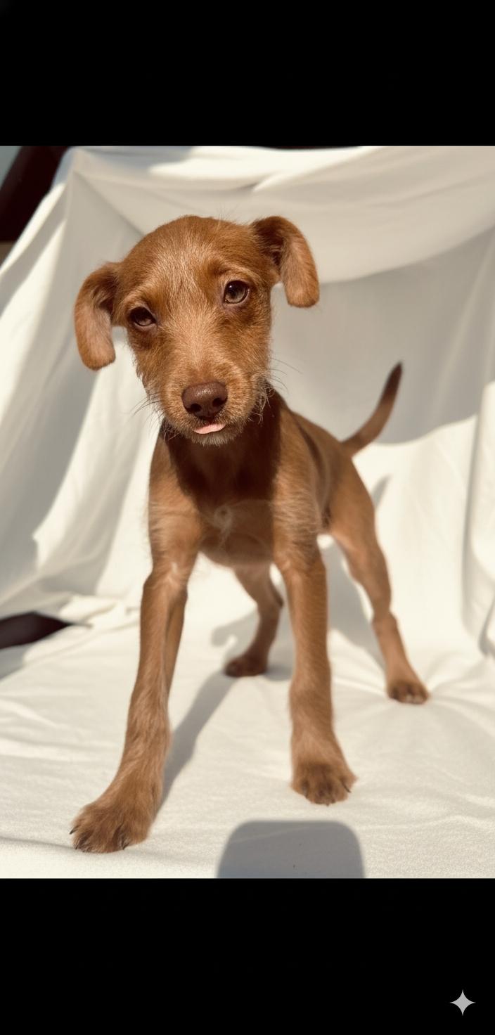 Enlarge Patterson, a ADOPTABLE Patterdale Terrier / Fell Terrier in Hawthorne, CA image 6/6