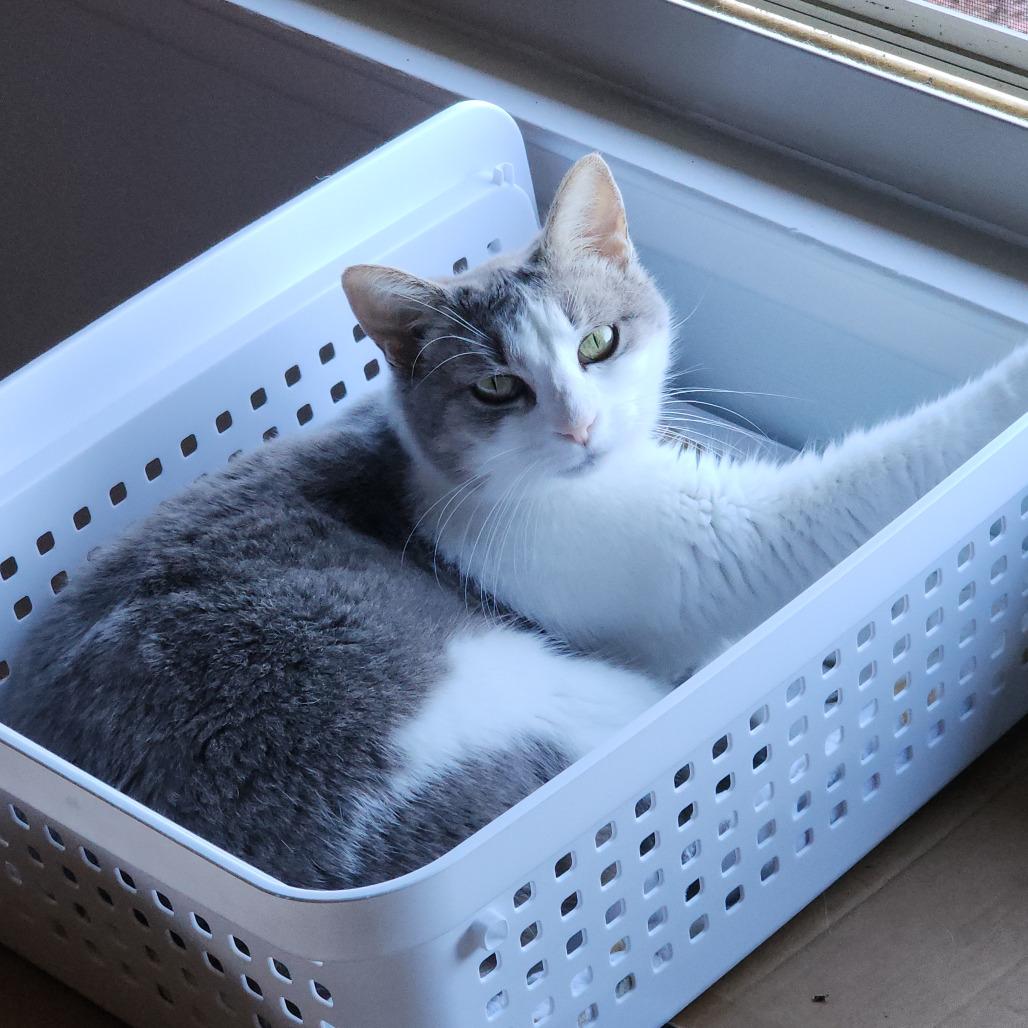 Enlarge Minnie Manx, a Adoptable Domestic Short Hair in Williston, FL image 3/6