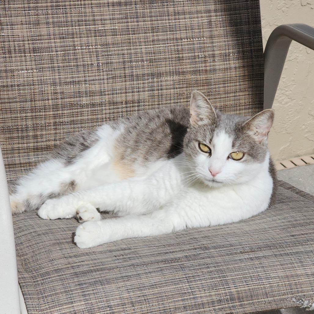 Enlarge Minnie Manx, a Adoptable Domestic Short Hair in Williston, FL image 4/6