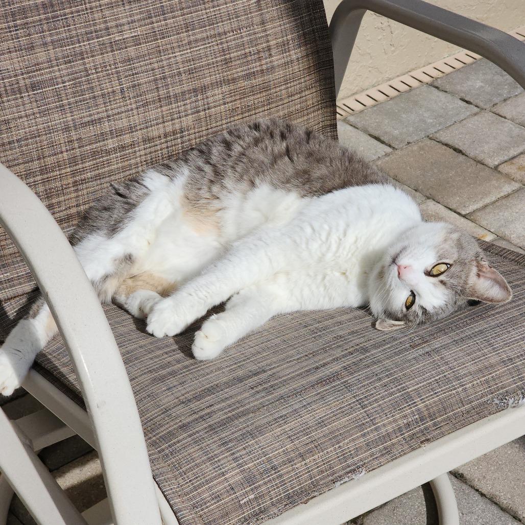 Enlarge Minnie Manx, a Adoptable Domestic Short Hair in Williston, FL image 6/6