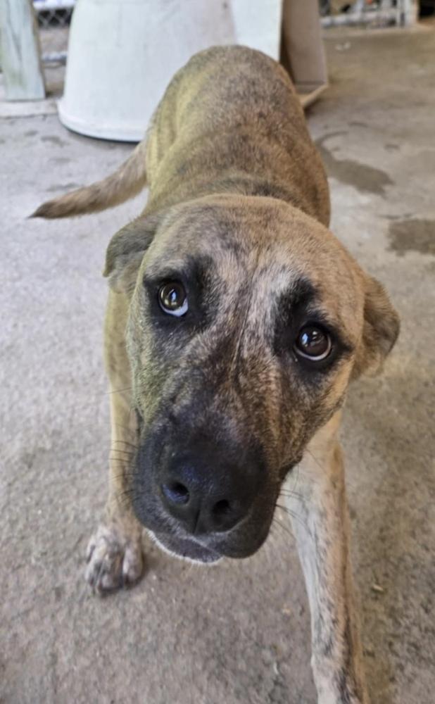 Tesla: Dixie, a Adoptable mixed breed in Osgood, IN image 1/3