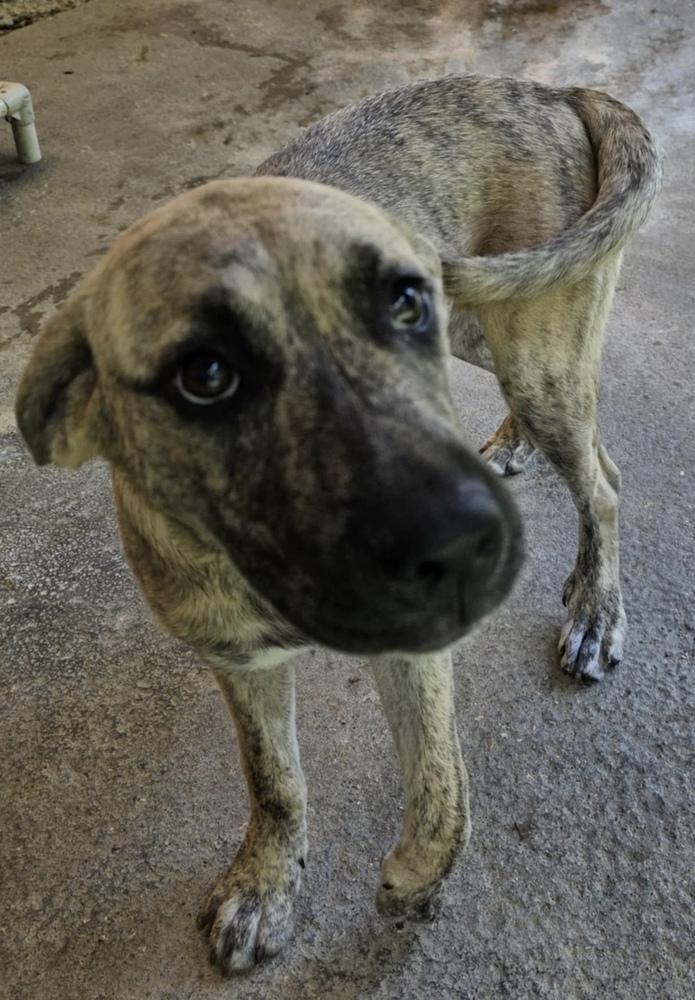 Tesla: Dixie, a Adoptable mixed breed in Osgood, IN image 2/3