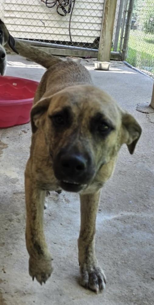 Tesla: Dixie, a Adoptable mixed breed in Osgood, IN image 3/3