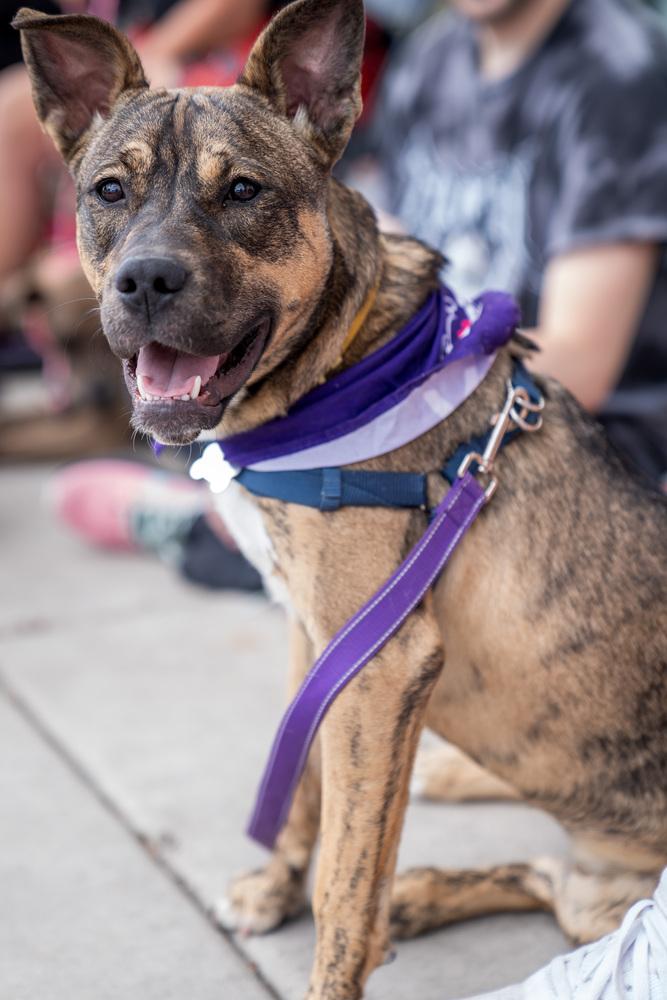 Idgie, Adoptable, Adult Female Husky & Pit Bull Terrier.