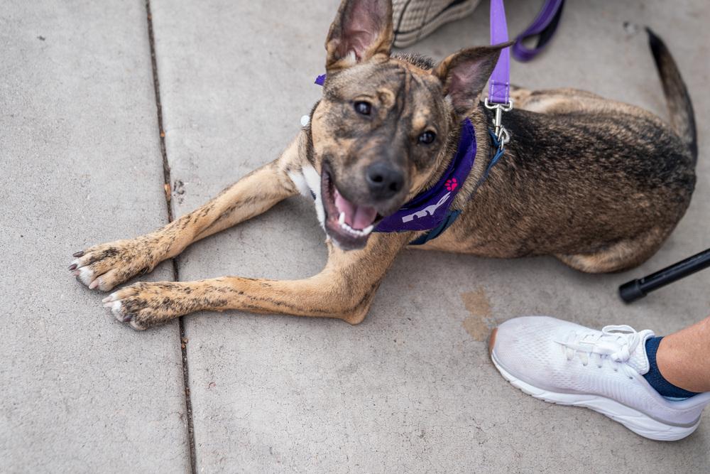 Enlarge Idgie, a Adoptable mixed breed in Colorado Springs, CO image 2/6