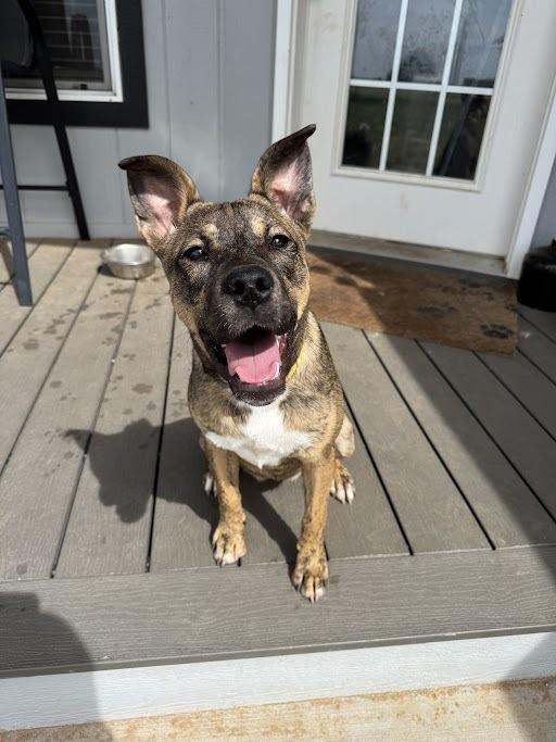 Enlarge Idgie, a Adoptable mixed breed in Colorado Springs, CO image 3/6