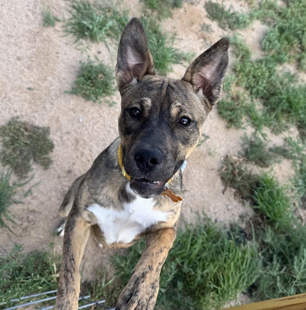 Enlarge Idgie, a Adoptable mixed breed in Colorado Springs, CO image 4/6