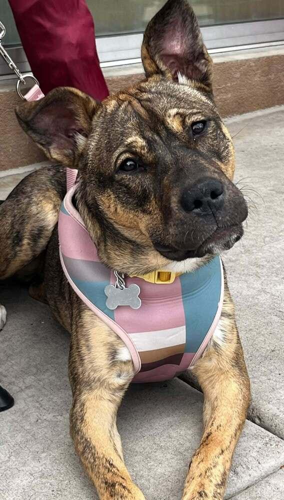 Enlarge Idgie, a Adoptable mixed breed in Colorado Springs, CO image 5/6