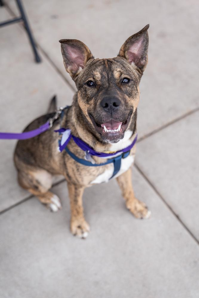 Enlarge Idgie, a Adoptable mixed breed in Colorado Springs, CO image 6/6