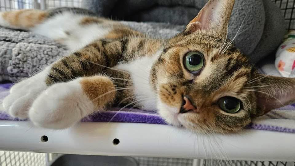 Beatrice