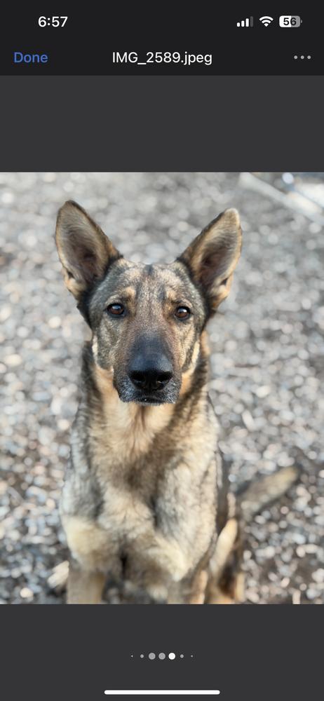 Ember, Adoptable, Adult Female German Shepherd Dog.