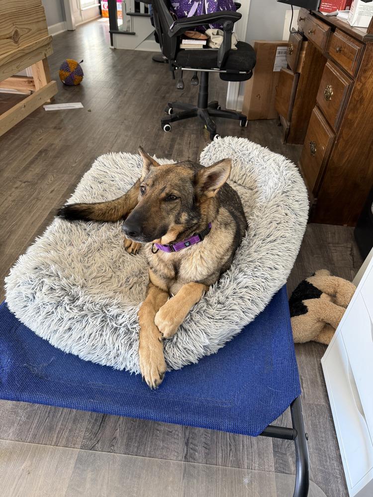 Ember, a Adoptable German Shepherd Dog in Dacula, GA image 2/3