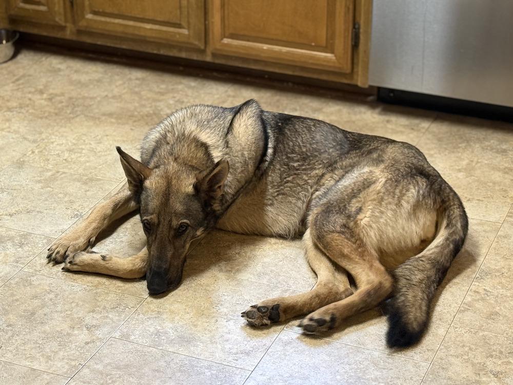 Ember, a Adoptable German Shepherd Dog in Dacula, GA image 3/3
