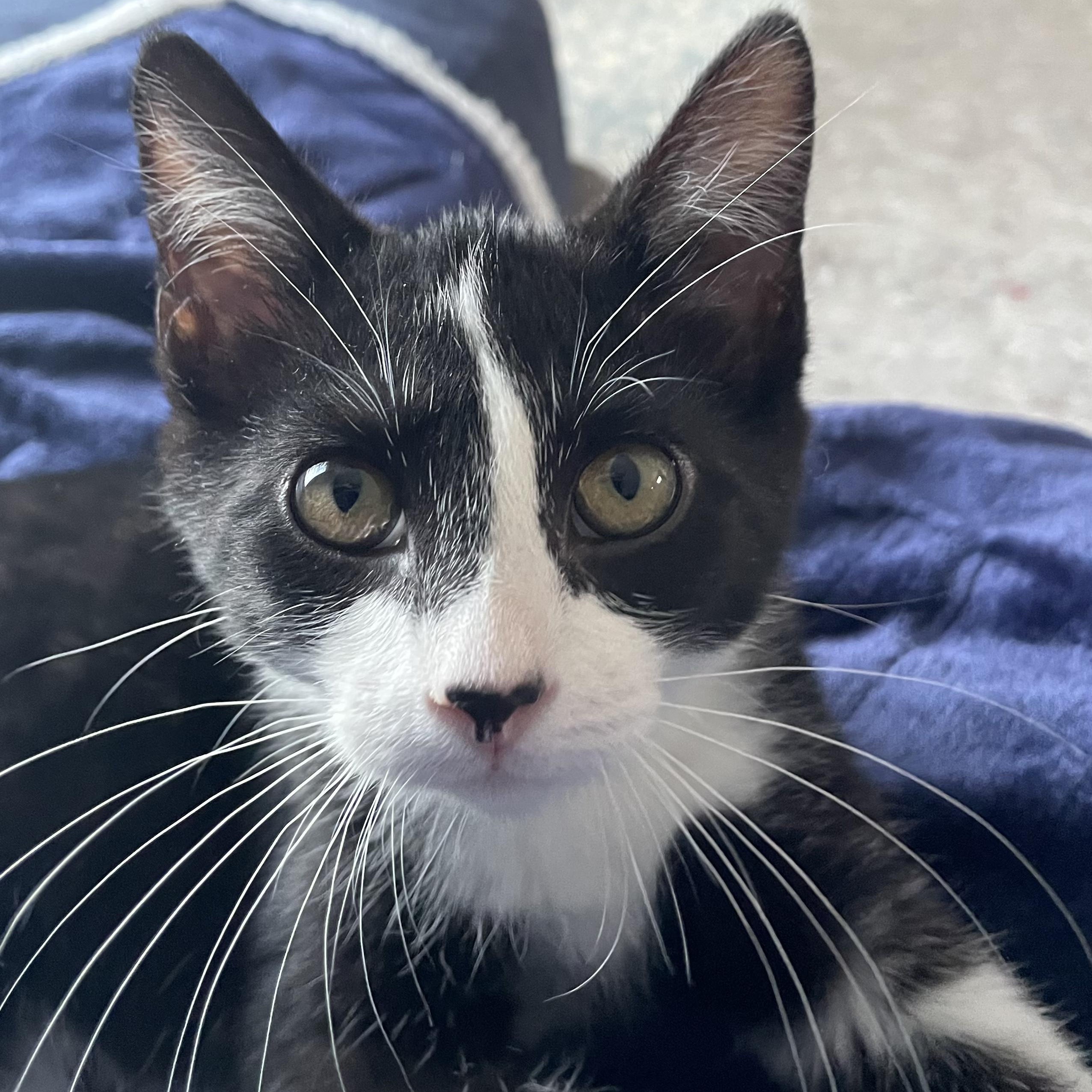 Joker, adopted, Kitten Male Domestic Short Hair.