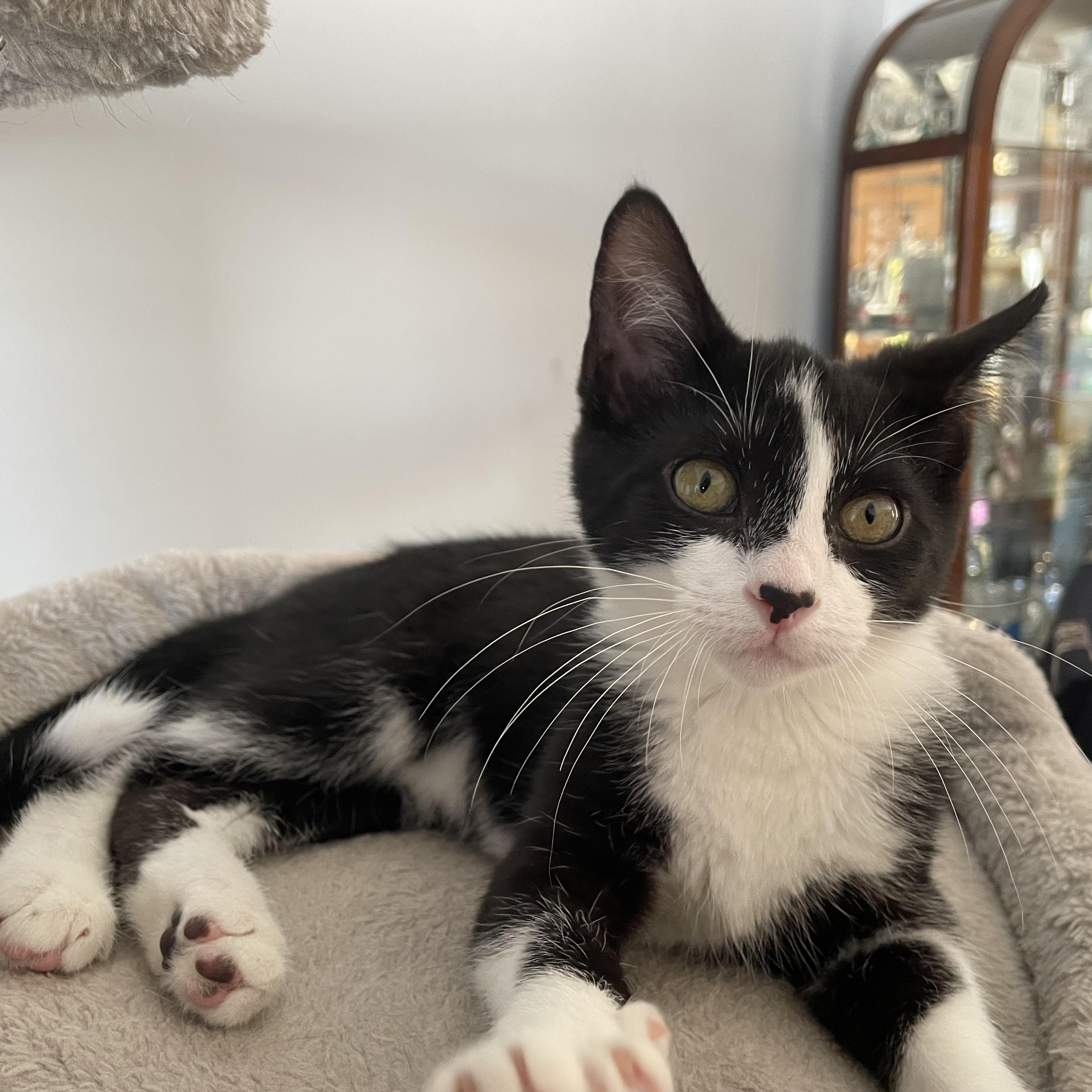 Enlarge Joker, an adopted Domestic Short Hair in Grand Rapids, MI image 2/3