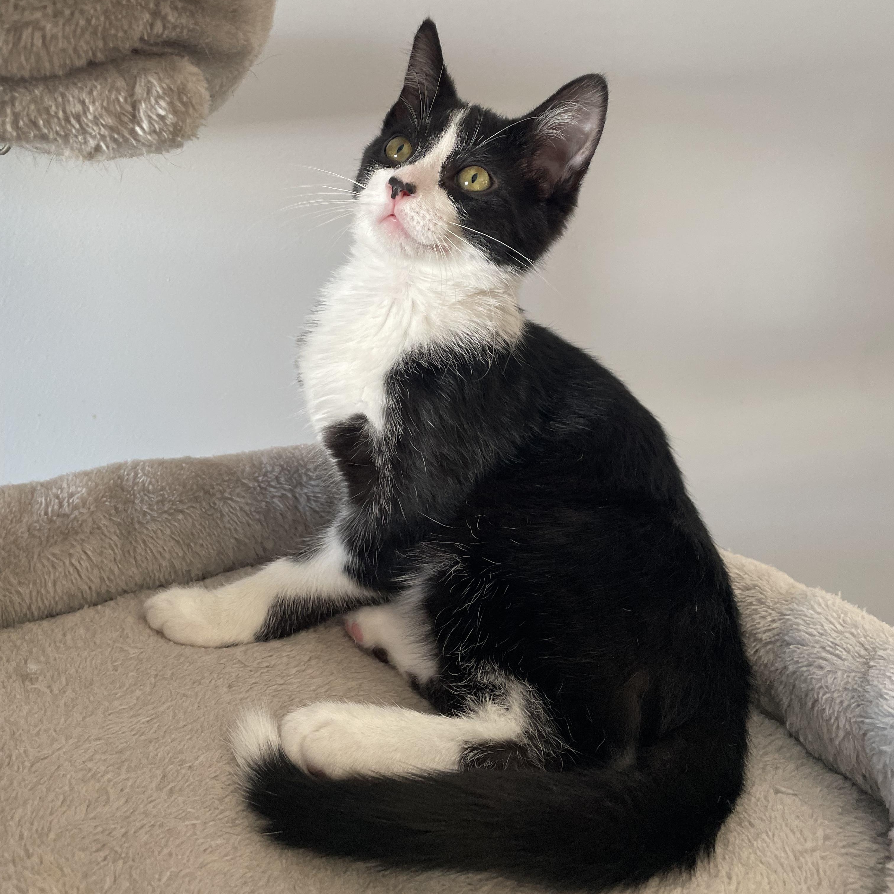 Enlarge Joker, an adopted Domestic Short Hair in Grand Rapids, MI image 3/3