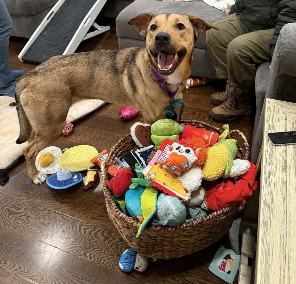 Enlarge Disco (FOSTERED LOCALLY), a Adoptable mixed breed in Leverett, MA image 2/6